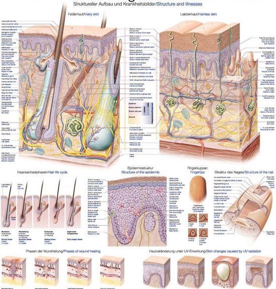 Het menselijk lichaam - anatomie poster cm)