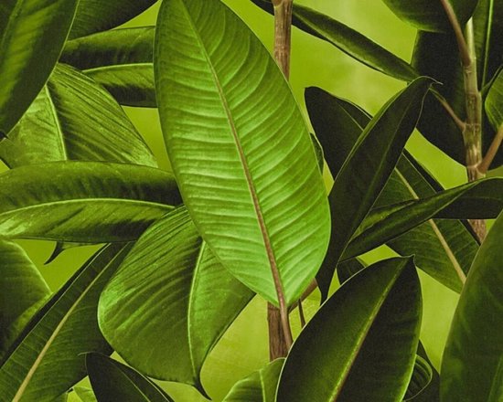 PAPIER PEINT DE FEUILLE DE PLANTES CAOUTCHOUC - Marron Vert - AS Creation Neue Bude 2.0