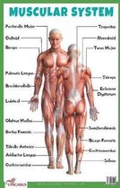 Muscular System