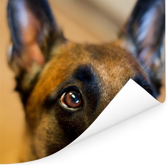 Gros plan du front d'un Poster Malinois 80x60 cm - Tirage photo sur Poster (décoration murale salon / chambre) / Poster Animaux domestiques