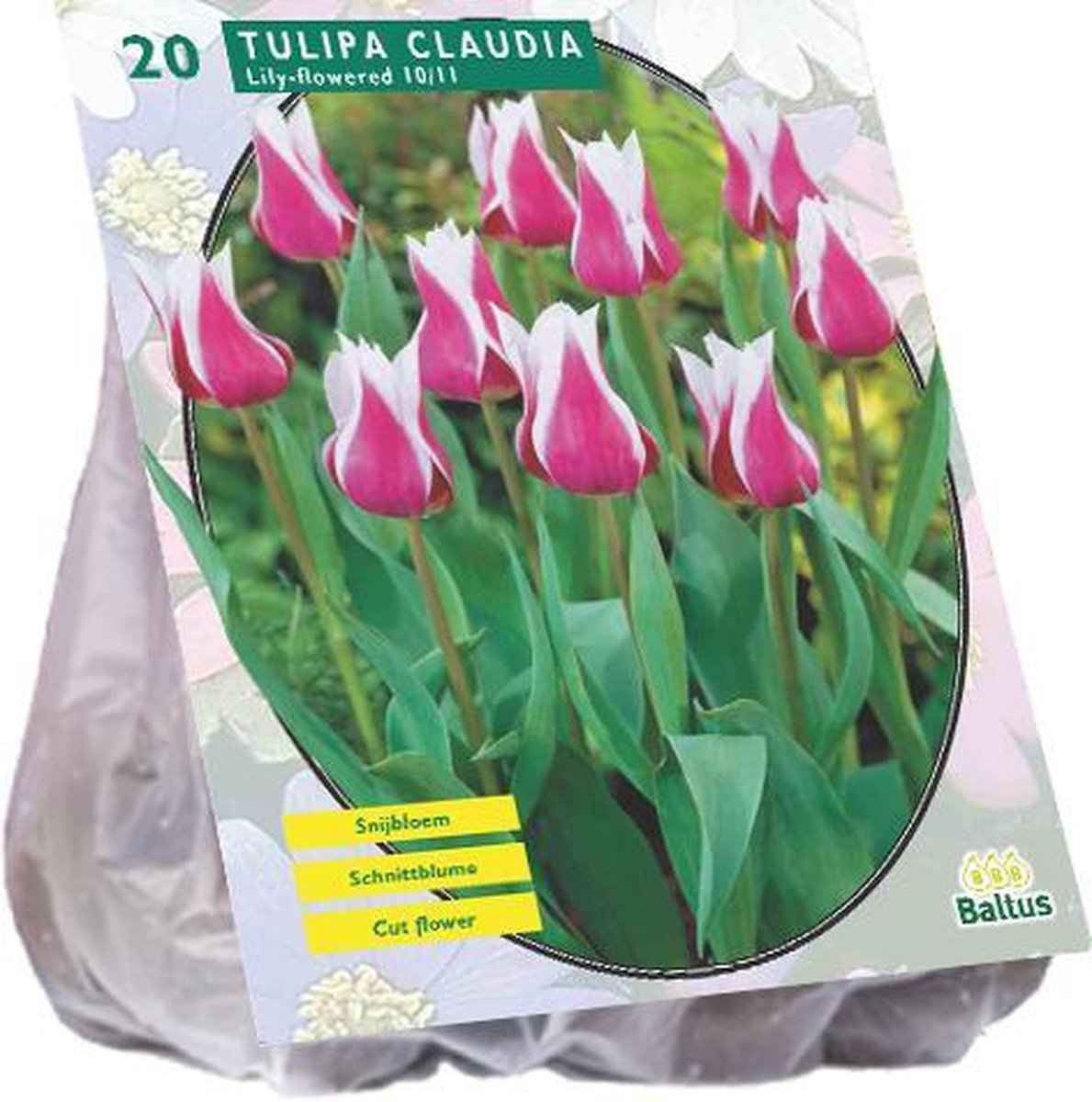 Tulipa (Tulpen) bloembollen - Claudia, Leliebloemig - 2 x 20 stuks