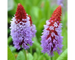 6 x Primula Vialii - Primevère des marais godet 9cm x 9cm