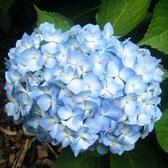 Hydrangea Macrophylla 'Gertrud Glahn' - Hortensia - 25-30 cm in pot: Struik met roze bloemschermen, rijkbloeiend.