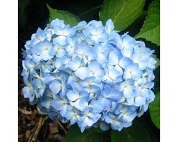 Hydrangea Macrophylla 'Gertrud Glahn' - Hortensia - 25-30 cm in pot: Struik met roze bloemschermen, rijkbloeiend.