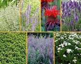 Geurend Borderpakket | Latijnse naam: | (+ gratis plantschema) | 20 stuks | 3 m² | P9 Pot (9 x 9cm)