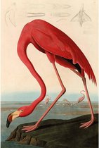 Schilderij American Flamingo, 80 x 120 cm excl frame