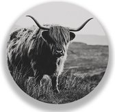 Wandcirkel Hooglander Stier