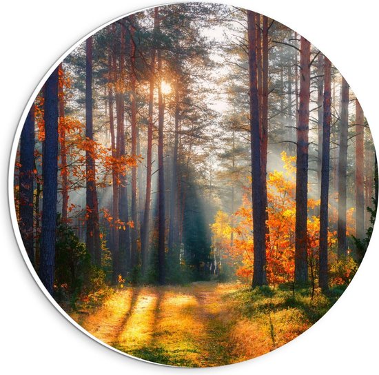 Forex Wandcirkel - Stralen van de Zon door Smalle Bomen in Herfstbos - 20x20cm Foto op Wandcirkel (met ophangsysteem)