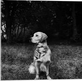 Acrylglas - Poserende Hond (zwart/wit) - 50x50cm Foto op Acrylglas (Met Ophangsysteem)