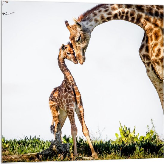 Acrylglas - Knuffelende Giraffen  - 100x100cm Foto op Acrylglas (Wanddecoratie op Acrylglas)