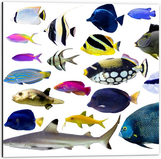 Dibond - Collage van Vissen uit de Oceaan - 50x50cm Foto op Aluminium (Met Ophangsysteem)