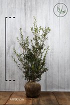 10 stuks | Schijnhulst 'burkwoodii' Kluit 60-80 cm - Bloeiende plant - Geschikt als lage haag - Geurend - Insectenlokkend - Wintergroen