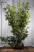 10 stuks | Laurier 'Novita' Kluit 150-175 cm Extra kwaliteit - Bloeiende plant - Grootbladig - Snelle groeier - Vruchtdragend - Wintergroen