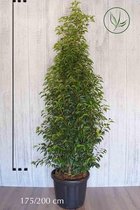 5 stuks | Portugese Laurier Pot 175-200 cm Extra kwaliteit - Bloeiende plant - Compacte groei - Insectenlokkend - Populair bij vogels - Vruchtdragend - Wintergroen