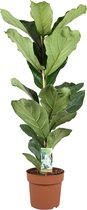 Kamerplant van Botanicly – Vioolplant  – Hoogte: 65 cm – Ficus Lyrata