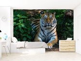 Professioneel Fotobehang Tijger liggend - groen bruin - Sticky Decoration - fotobehang - decoratie - woonaccessoires - inclusief gratis hobbymesje - 355 cm breed x 240 cm hoog - in 7 verschil