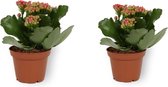 2x Kamerplant Kalanchoë Perfecta - met rode bloemen - ± 10cm hoog – 7cm diameter