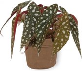 Kamerplant Begonia Maculata – Stippenbegonia - ± 20cm hoogte – 12 cm diameter - in bruine sierzak