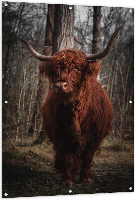 Tuinposter – Bruine Schotse Hooglander in de Bossen - 100x150cm Foto op Tuinposter  (wanddecoratie voor buiten en binnen)