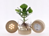 Kamerplant van Botanicly – Varkensboom in glas met LED-licht als set – Hoogte: 35 cm – Clusia