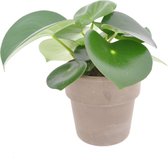 Kamerplant van Botanicly – Dwergpeper incl. terracotta sierpot als set – Hoogte: 25 cm – Peperomia obtusifolia