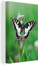 Canvas Schilderij Koninginnepage vlinder met open vleugels - 20x30 cm - Wanddecoratie