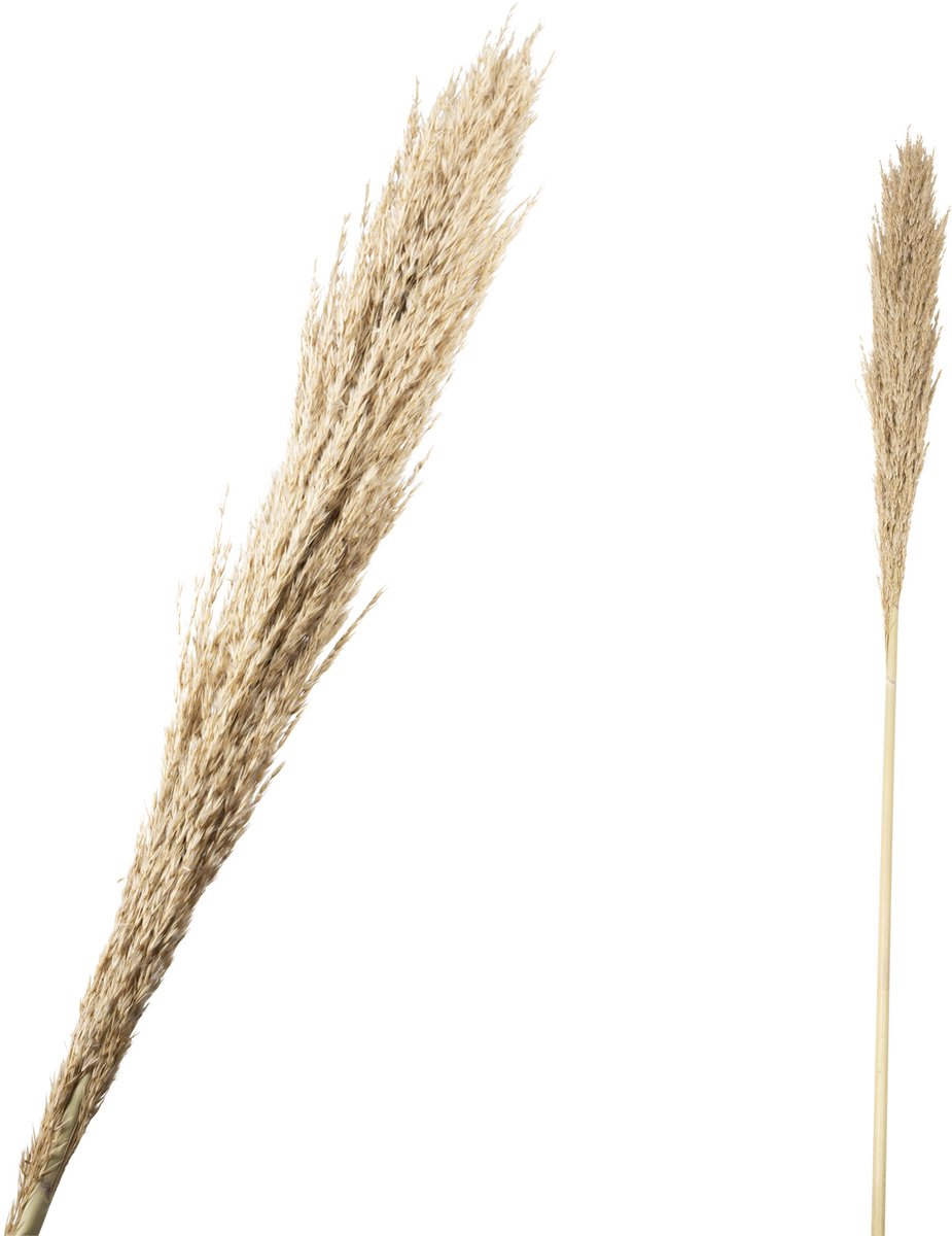 Fluffy grass dried 140cm ( 1 stuk)
