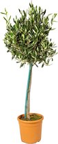 Olijfboom op stam - Olea Europaea per stuk met Pokon - Buitenplant in kwekerspot ⌀19 cm - ↕70-80 cm