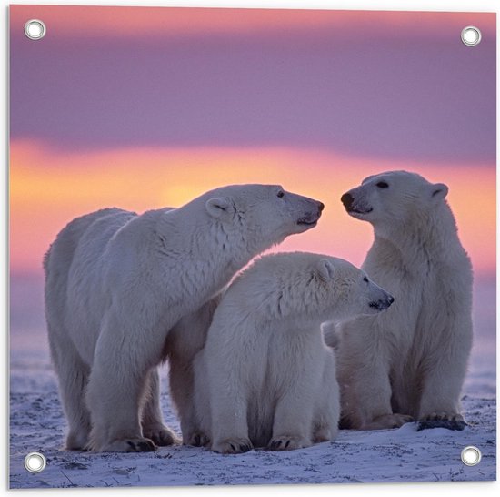 Tuinposter - IJsberen bij Zonsopgang - Foto op Tuinposter (wanddecoratie voor buiten en binnen)