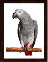 Foto in frame , Papegaai op stok , 3 maten , multikleur , wanddecoratie , Premium print