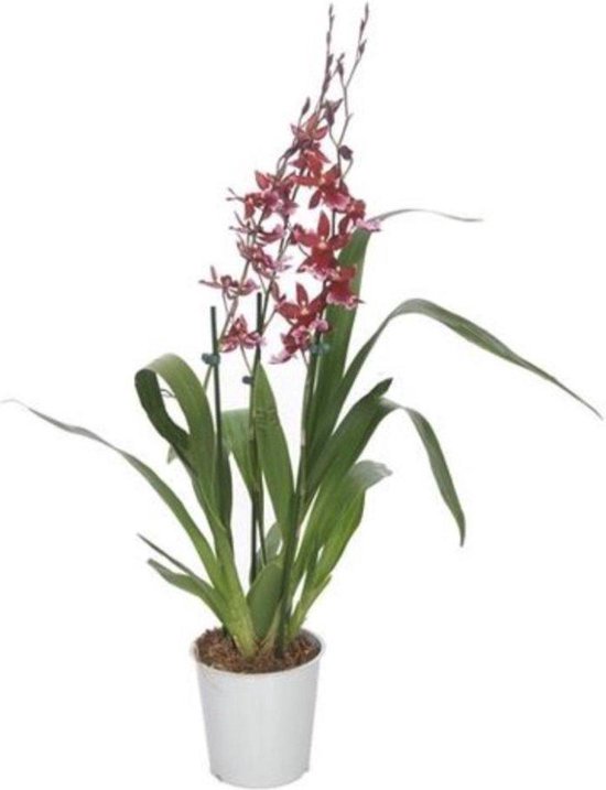 Orchidée épiphyte - Cambria Nelly Isler