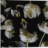 Acrylglas - Meerdere Witte Bloemen op Zwarte Achtergrond - 50x50cm Foto op Acrylglas (Wanddecoratie op Acrylglas)