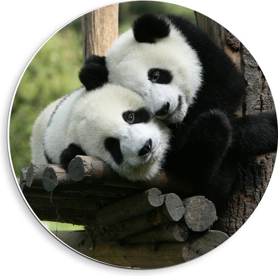 Forex Wandcirkel - Knuffelende Pandaberen bij Boom - 40x40cm Foto op Wandcirkel (met ophangsysteem)