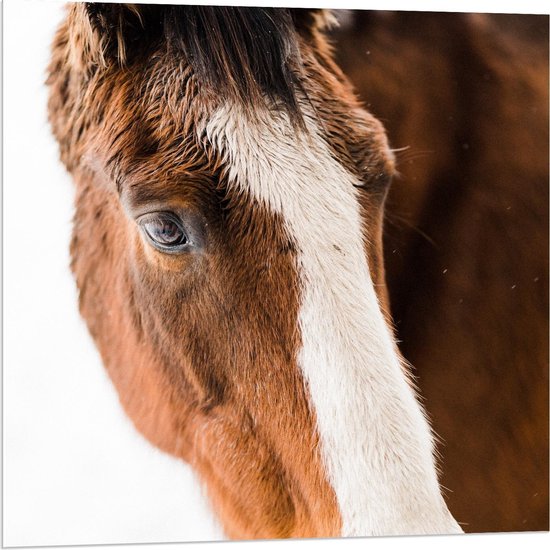 Forex - Leuk Bruin met Wit Paard - 80x80cm Foto op Forex