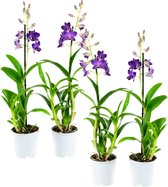 Plantjescoren.nl 4x Dendr Sa-nook Bl Happiness orchidee 55 cm paars ↕ 55 cm Pot Ø 11 cm