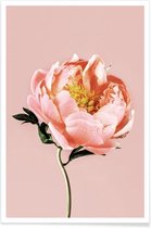 JUNIQE - Poster Coral Peony -60x90 /Roze