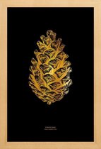 JUNIQE - Poster met houten lijst Pinecone gouden -20x30 /Goud & Zwart