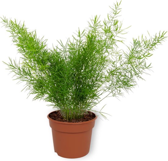 Kamerplant Asparagus Sprengeri - Sierasperge - ± 25cm hoog - ⌀ 12cm