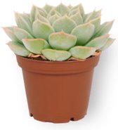 Kamerplant Echeveria Subsessilis - Vetplant - ↕ ± 10cm - Ø 12cm