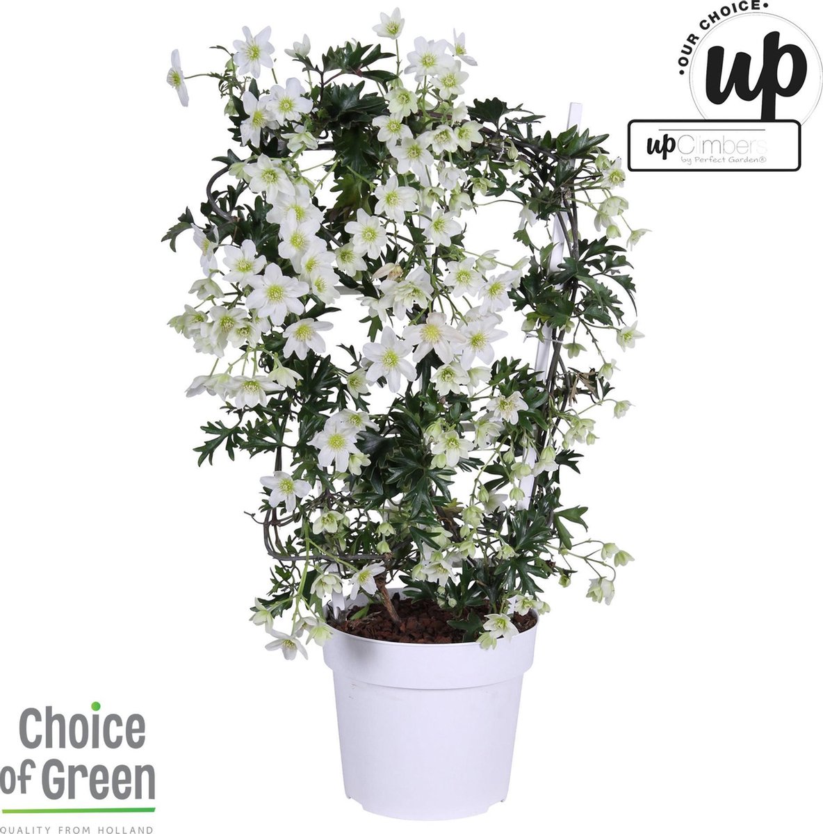 bol.com | Clematis Avalanche rek - 60 cm, Ø 19 cm