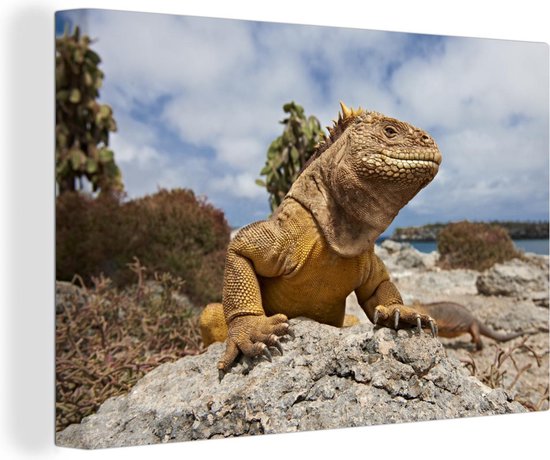 Canvas Schilderij Oplettende Galapagos Landleguaan op de stenen van het eiland Plaza - 60x40 cm - Wanddecoratie