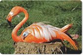 Muismat Flamingo  - Flamingo die haar kuiken onder haar vleugel beschermd muismat rubber - 60x40 cm - Muismat met foto