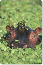 Muismat - Mousepad - Nijlpaard - Water - Planten - 18x27 cm - Muismatten