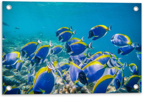 Tuinposter – Blauwe Vissen met Geel Randje - 60x40cm Foto op Tuinposter  (wanddecoratie voor buiten en binnen)
