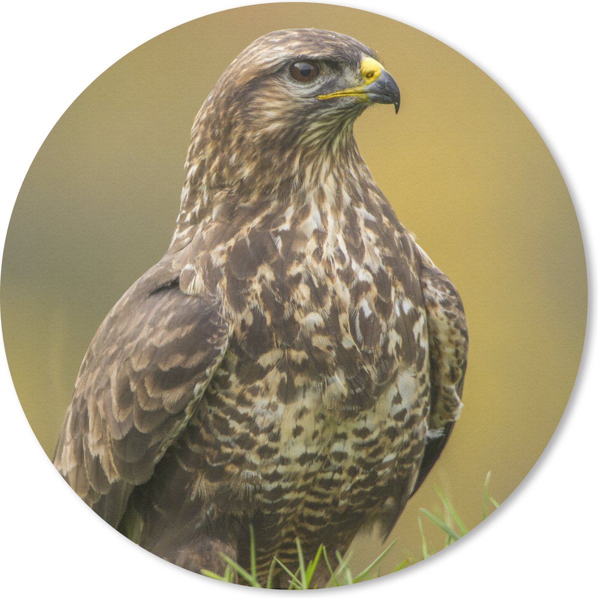 Muismat Buizerd - Een buizerd zit in het veld Muismat rond - 30x30 cm - Muismat met foto