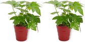 2x Kamerplant Fatsia Japonica – Vingerplant - ± 25cm hoog – 12 cm diameter - in rode pot