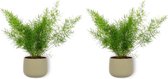 2x Kamerplant Asparagus Sprengeri - Sierasperge - ± 25cm hoog - ⌀  12cm - in groene pot