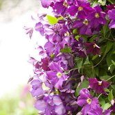 Clematis 'Warszawska Nike' paars - Winterhard- ↑ 55-65 cm - Pot-Ø 15 cm