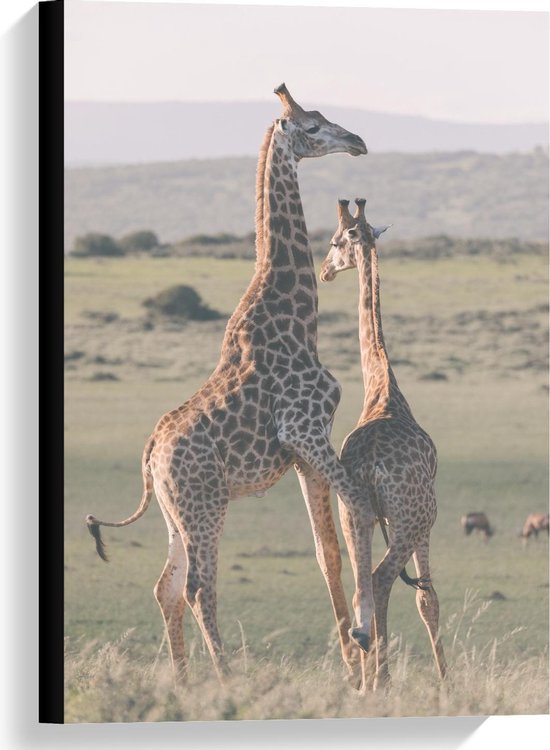 Canvas - Twee Giraffen in de Natuur - Foto op Canvas Schilderij (Wanddecoratie op Canvas)
