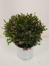 Bloem van Botanicly – Boronia crenulata – Hoogte: 30 cm